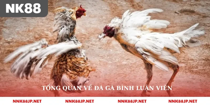 Tổng quan về đá gà bình luận viên